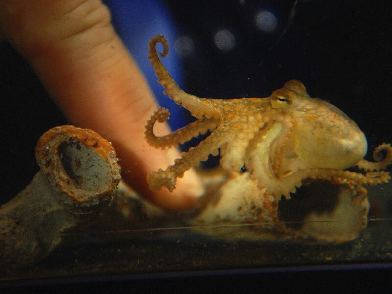 Photo of a person playing with a baby octopus in an aquarium