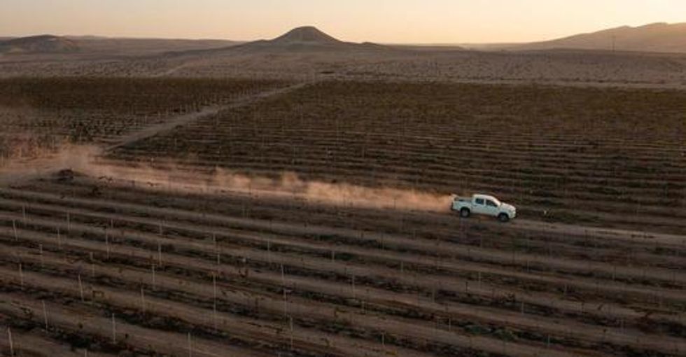 Photo of a Pickup driving through vineyards in the Negev desert