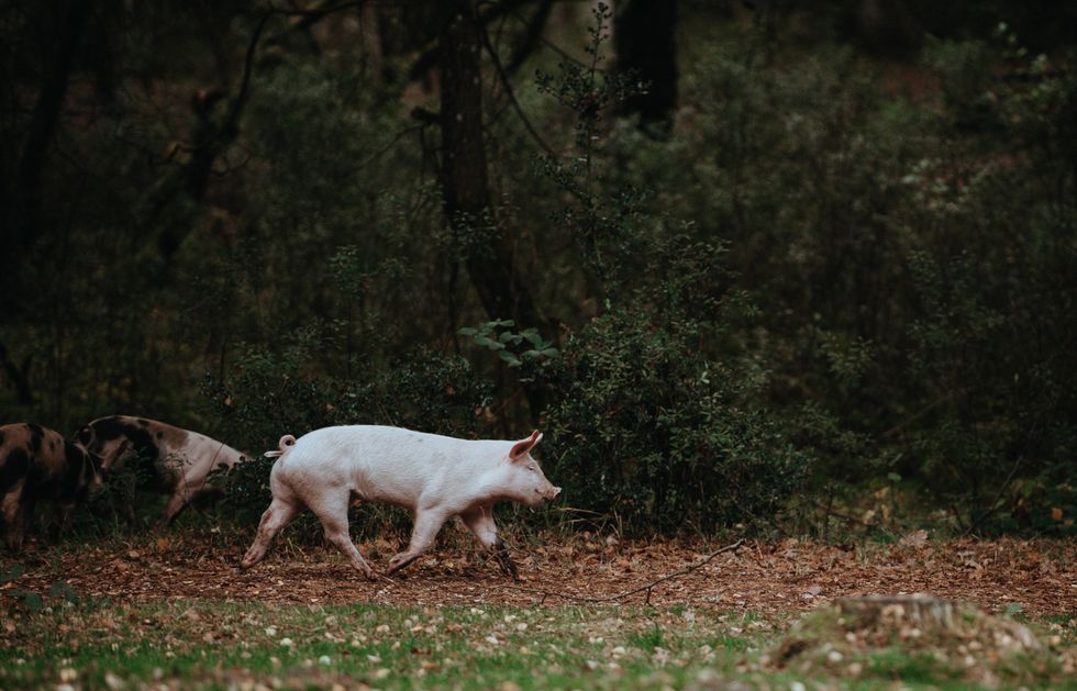 Photo of a pig trotting by