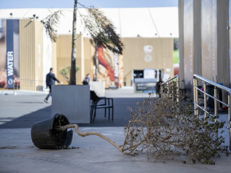 Photo of a potted tree lying overturned on the ground in Sharm el-Sheikh as the COP27 summit concludes.