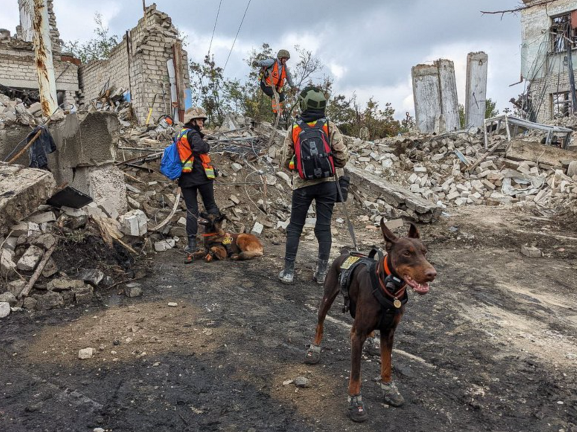 photo of a rescue dog near ruins