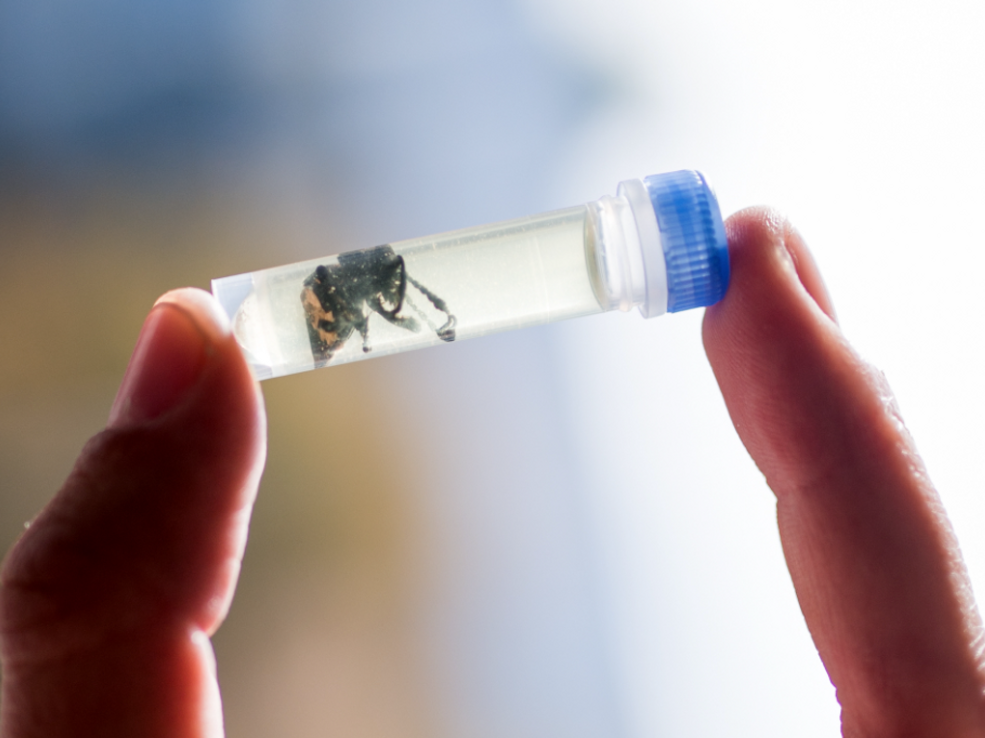 Photo of a scientist looking at an insect in a laboratory in the Bavarian State Collection of Zoology in Munich, Germany