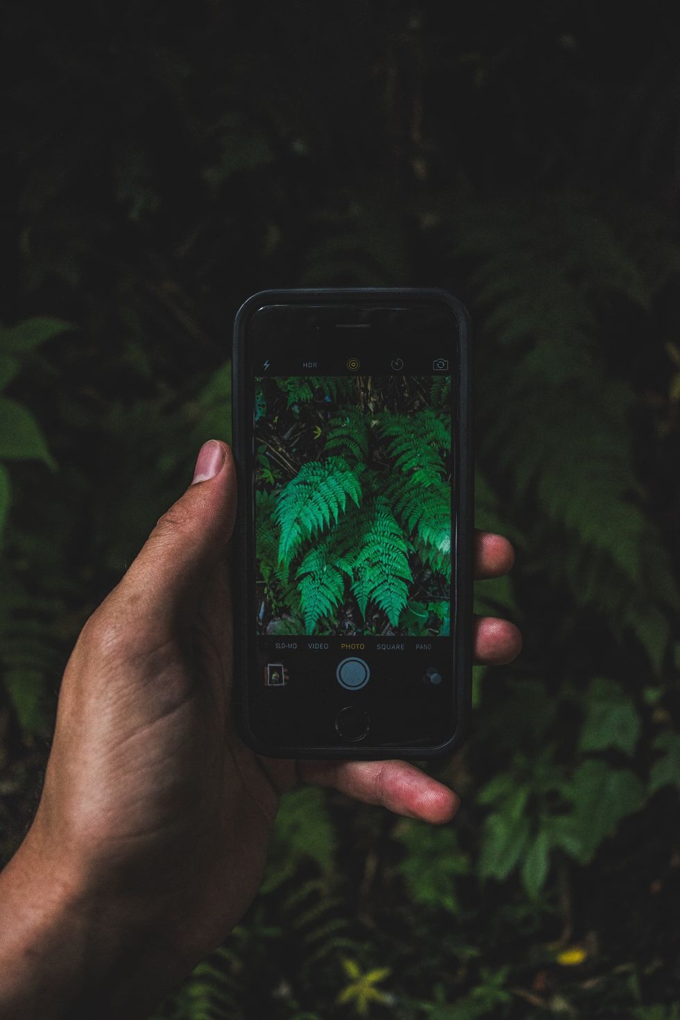 Photo of a smartphone showing green leaves on its screen