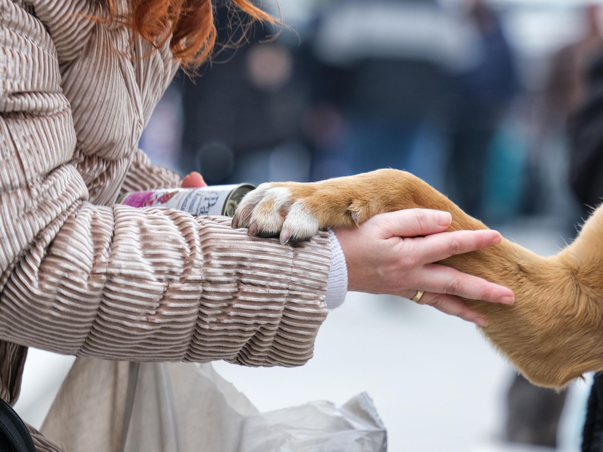 Photo of a woman holding a dog's paw in Istanbul, Turkey