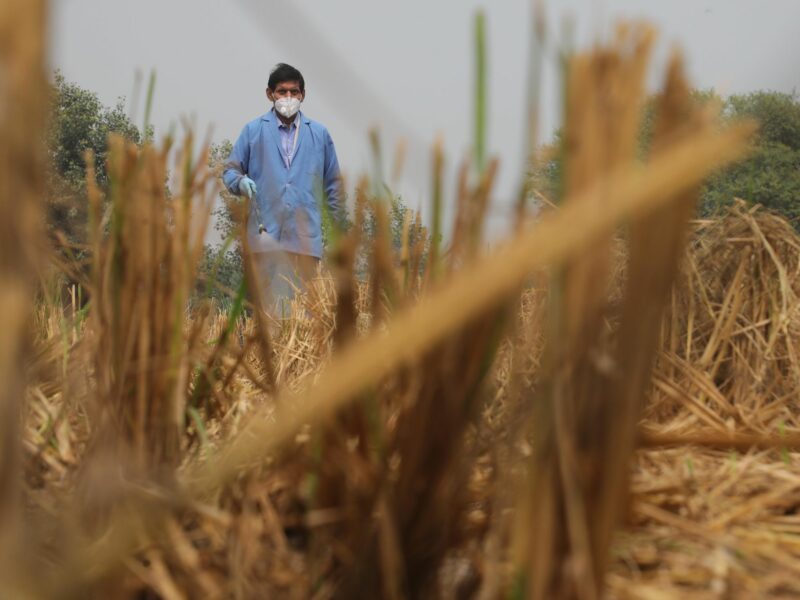 Photo of a worker ​spreading a bio-decomposer solution on a farm field near New Delhi