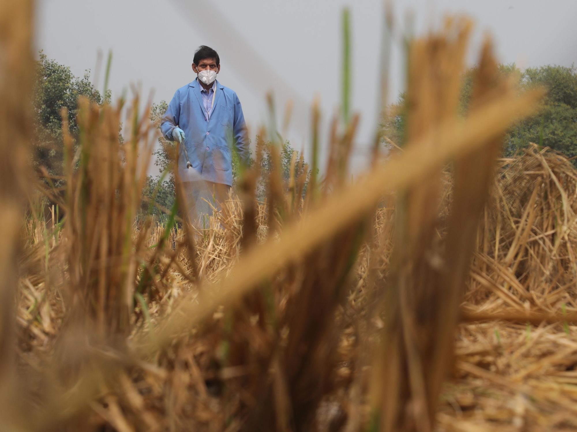 Photo of a worker ​spreading a bio-decomposer solution on a farm field near New Delhi