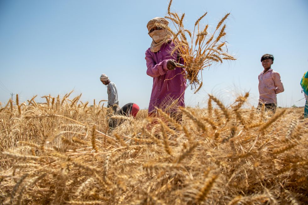 Photo of a worker harvesting wheat crops in the Ghaziabad district of Uttar Pradesh