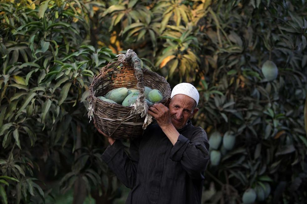 Photo of an Egyptian man shouldering a basket full of mangoes