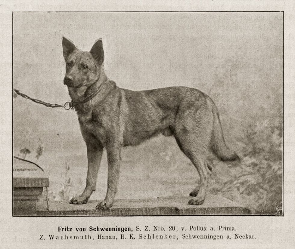 Photo of an Old German Shepherd Dog, circa 1895