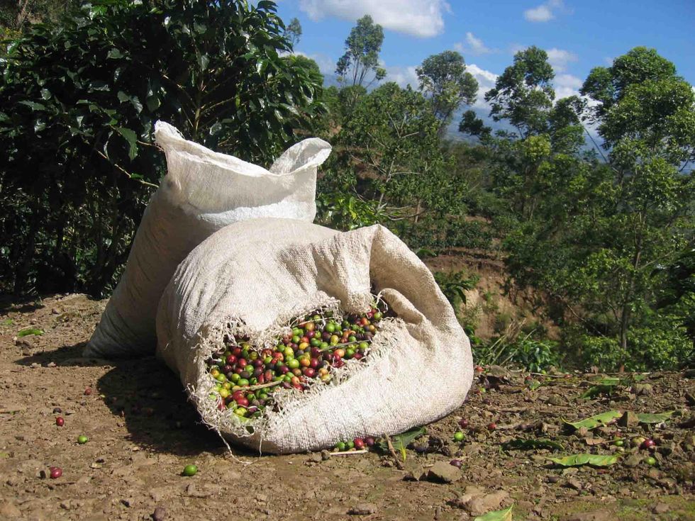 photo of bad of harvested coffee