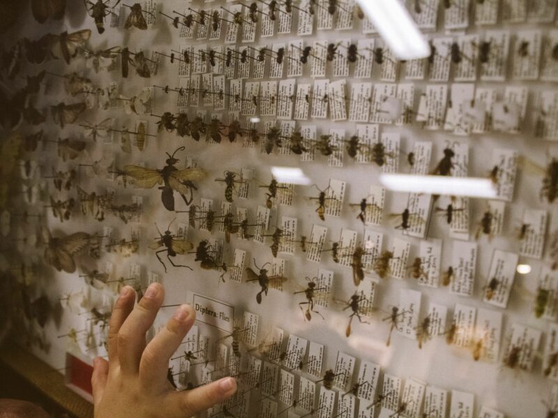 Photo of brown and black bees on paper