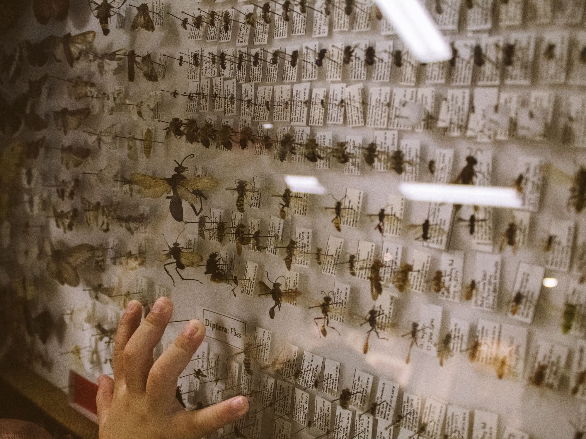 Photo of brown and black bees on paper