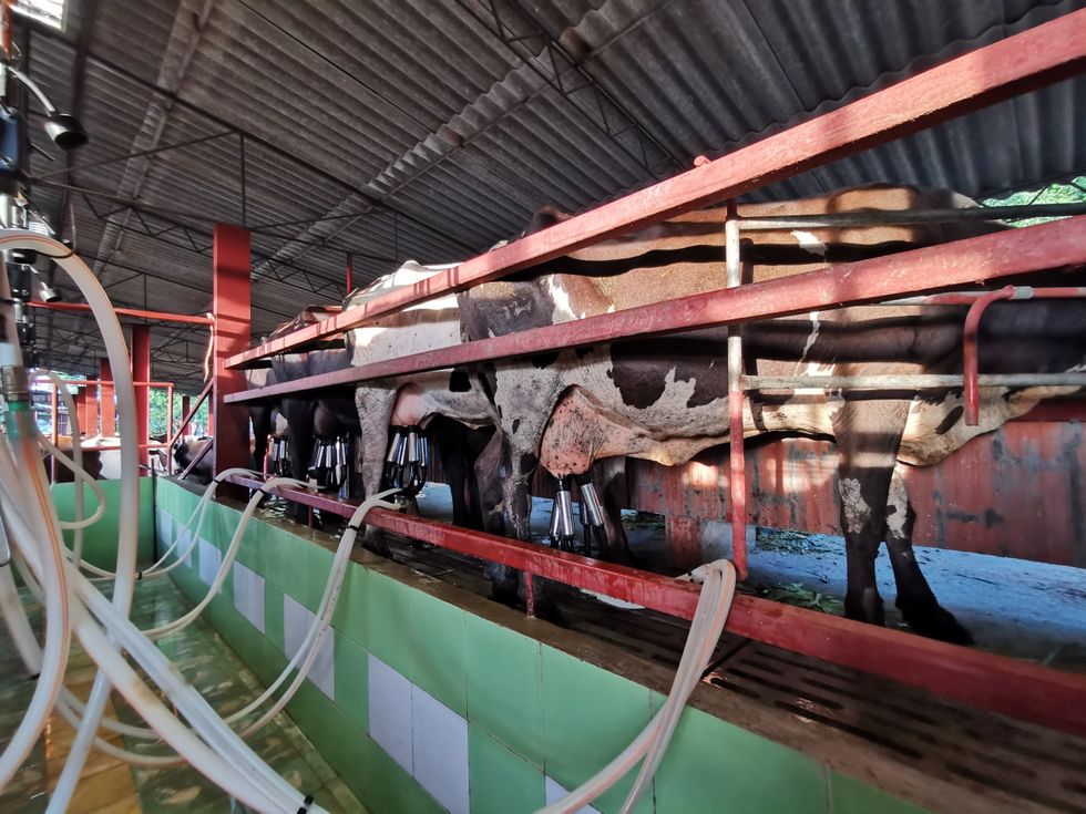 Photo of cows getting milked at a farm on the outskirts of Havana, Cuba