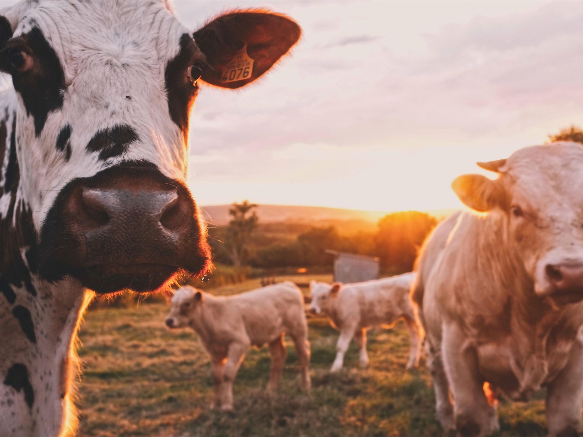 Photo of cows looking at the camera, with sunrise as a backdrop