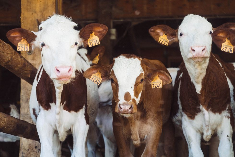 Photo of cows looking at the camera