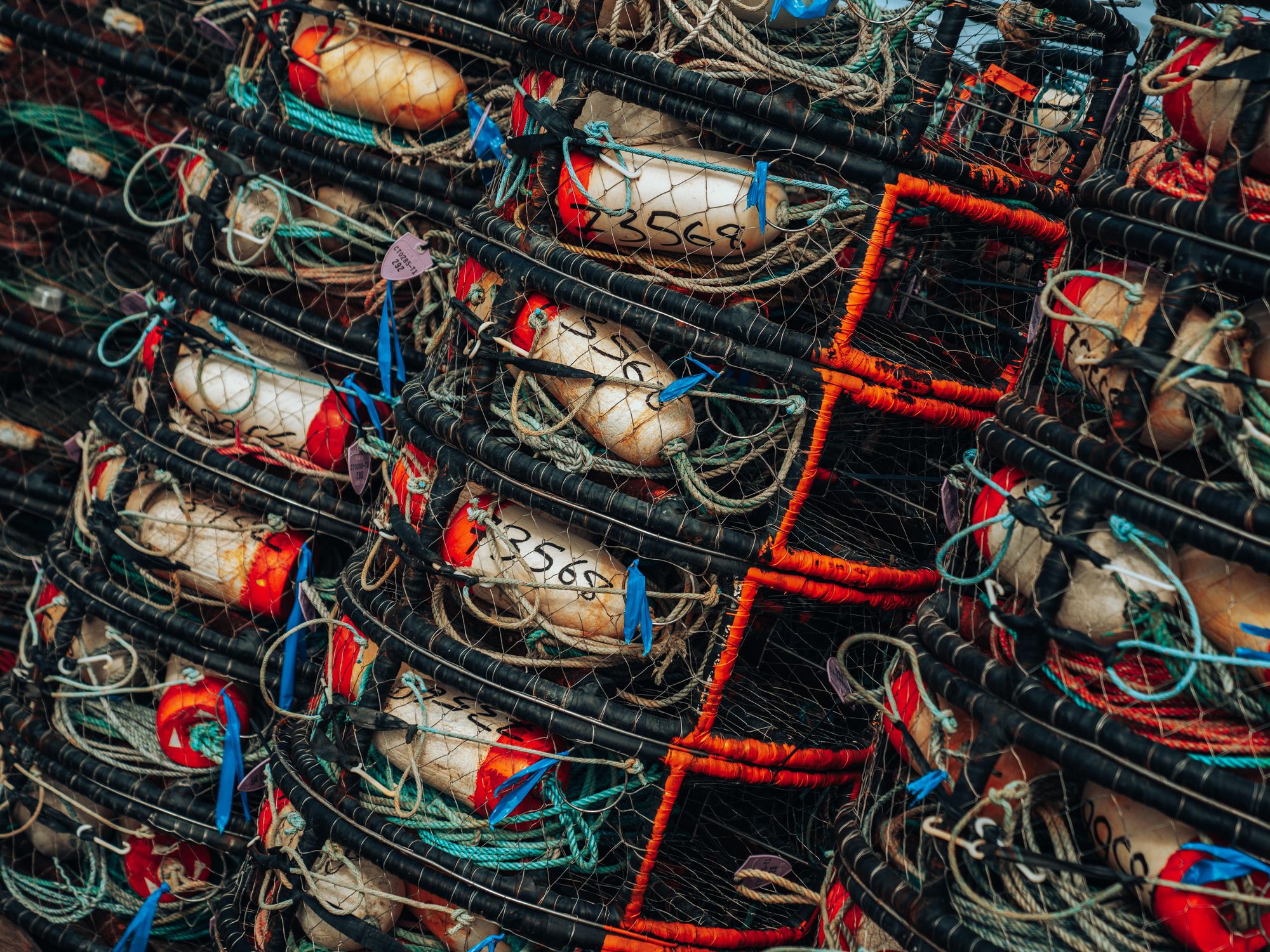 Photo of dozens of crab traps
