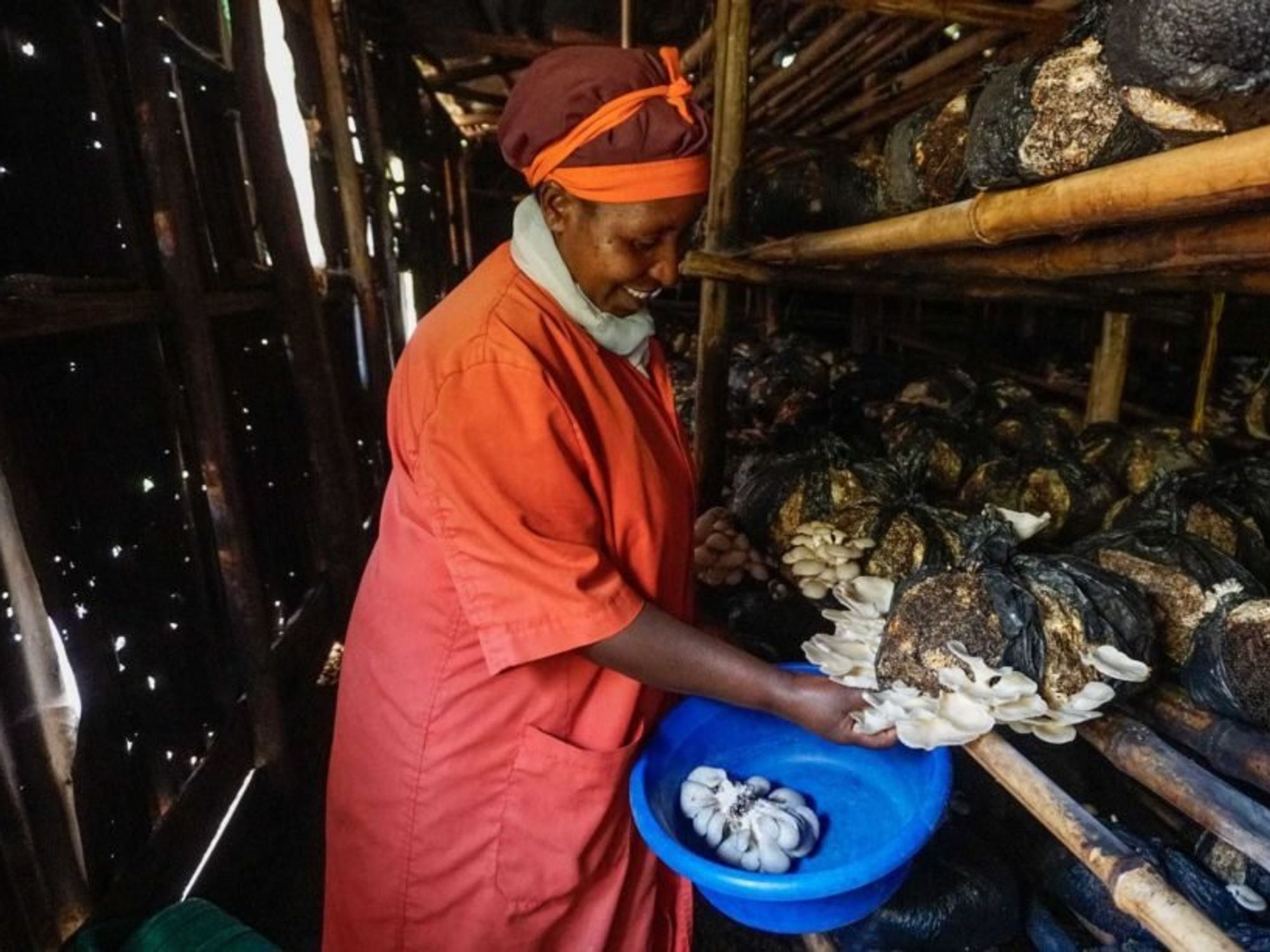 Photo of ​Asimwe Novia selecting mushrooms at the Mushroom Training and Resource Centre in Kyanamira, Kabale district, Uganda.