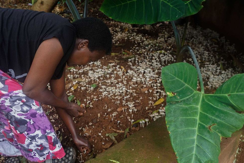 Photo of ​Dorothy Basemera Otim picking wild mushrooms at her compound in Kampala, Uganda.