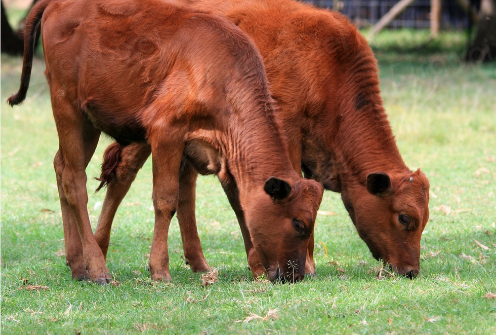 Photo of ​Red heifers gazing on grass.