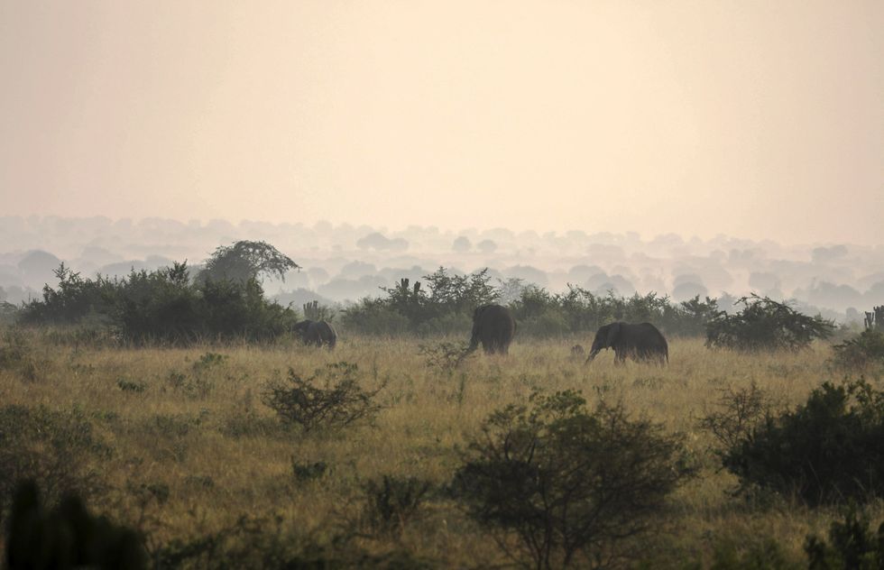 Photo of elephants at Queen Elizabeth National Park in Kasese, Uganda