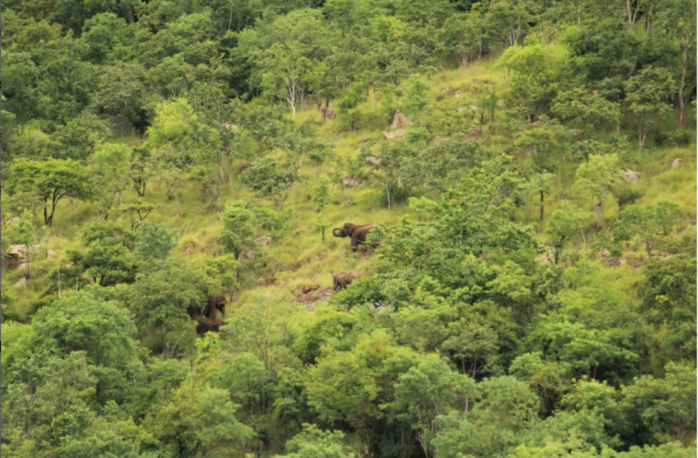 Photo of elephants from above