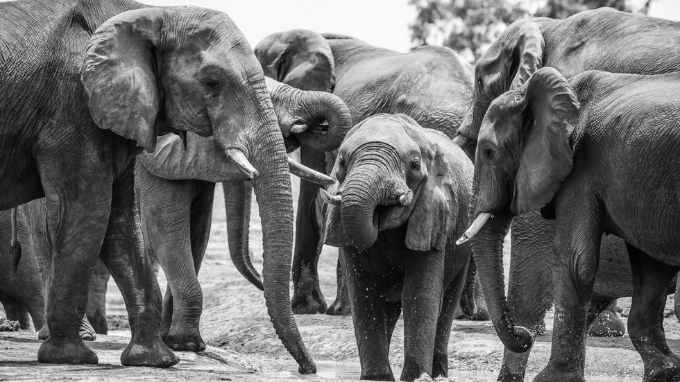 Photo of elephants in Botswana