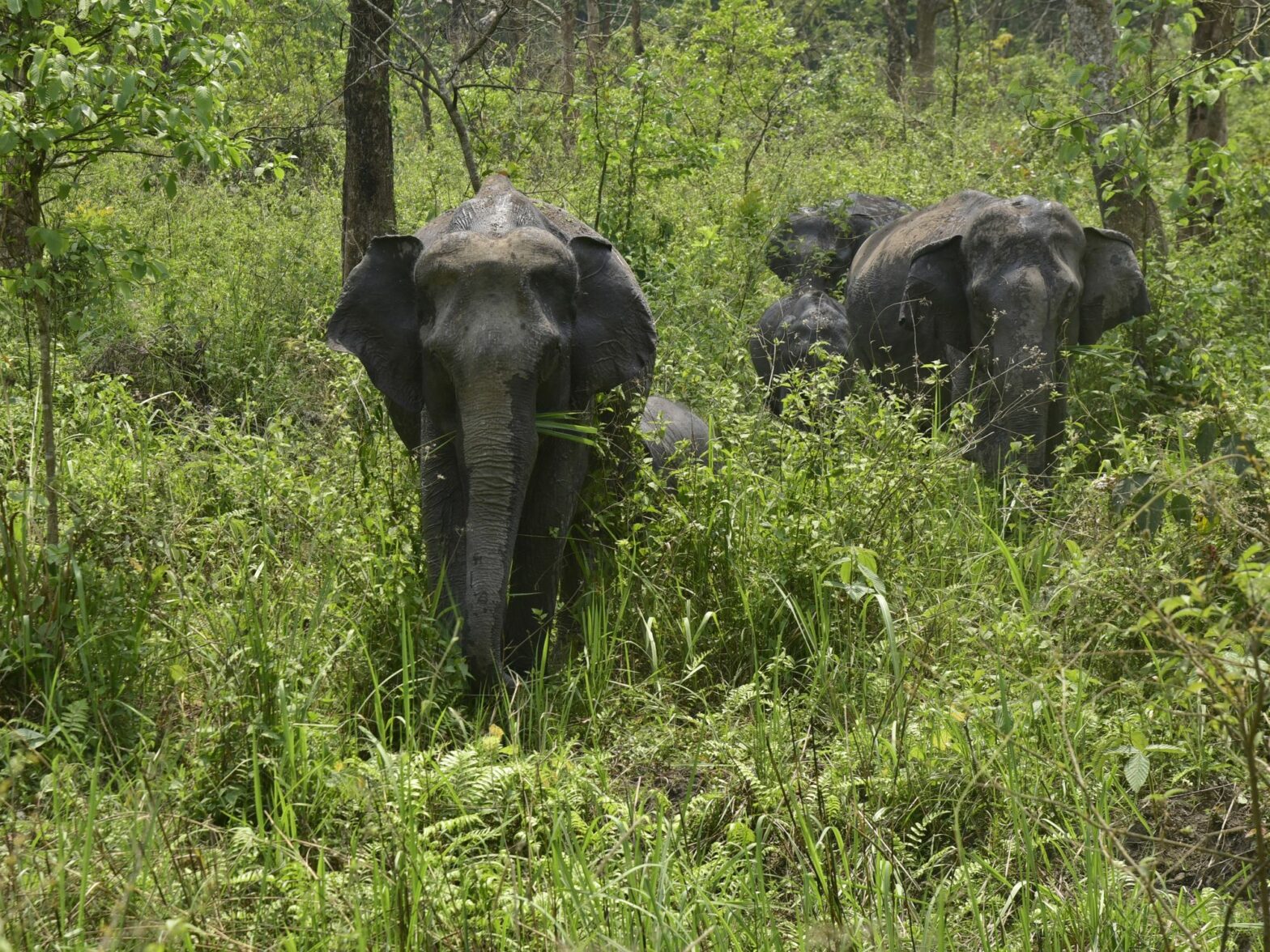 Photo of elephants in India