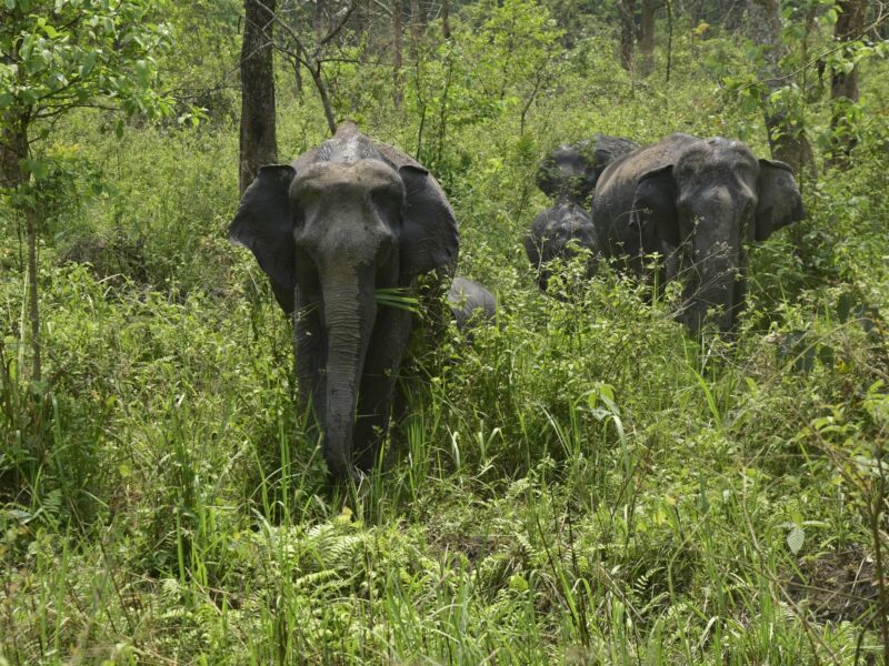 Photo of elephants in India