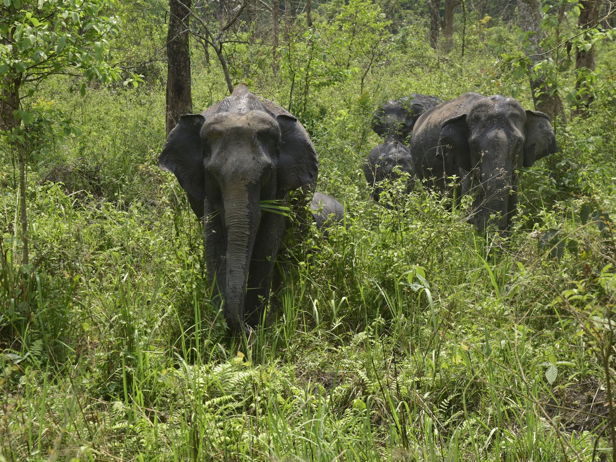 Photo of elephants in India