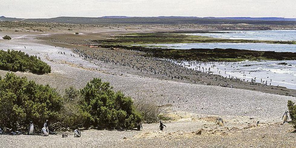 Photo of hundreds of penguins at the Punta Tombo natural reserve, Argentina​