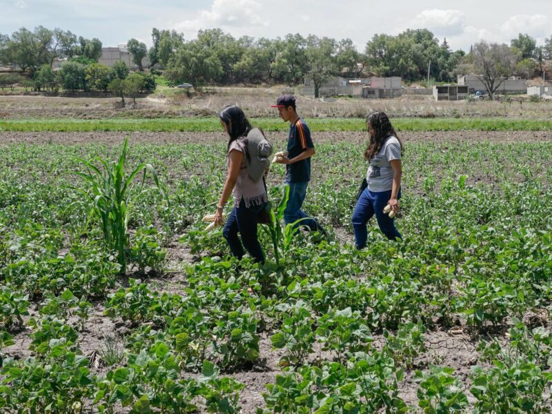 Photo of María de Lourdes Félix, Melissa González and Manuel Esteban Cruz of the Maizkali urban farming collective checking on their cornfield in Tepojaco, Mexico.