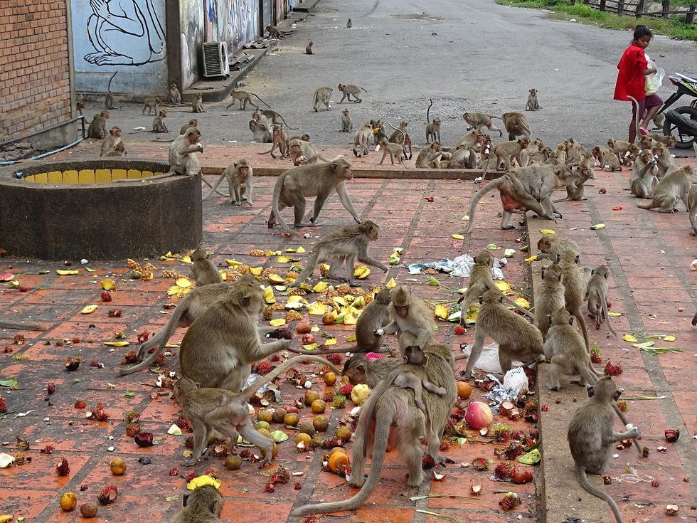 Photo of monkeys at Prang Sam Yot, Lop Buri
