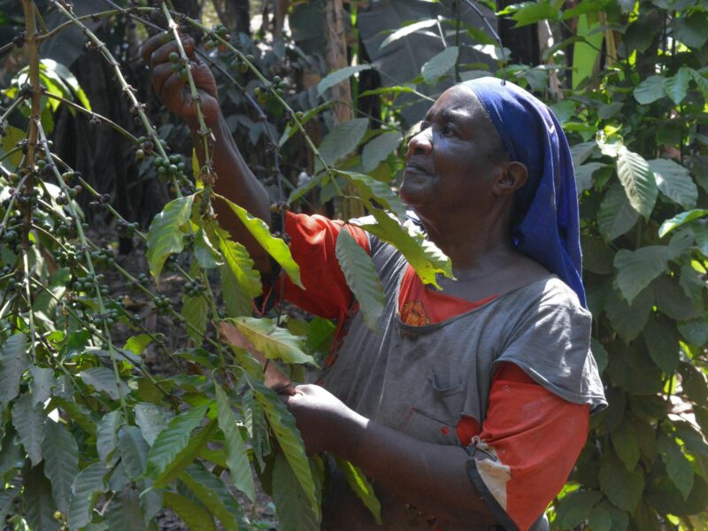 Photo of Olivia Musoke taking care of her coffee plants in Uganda