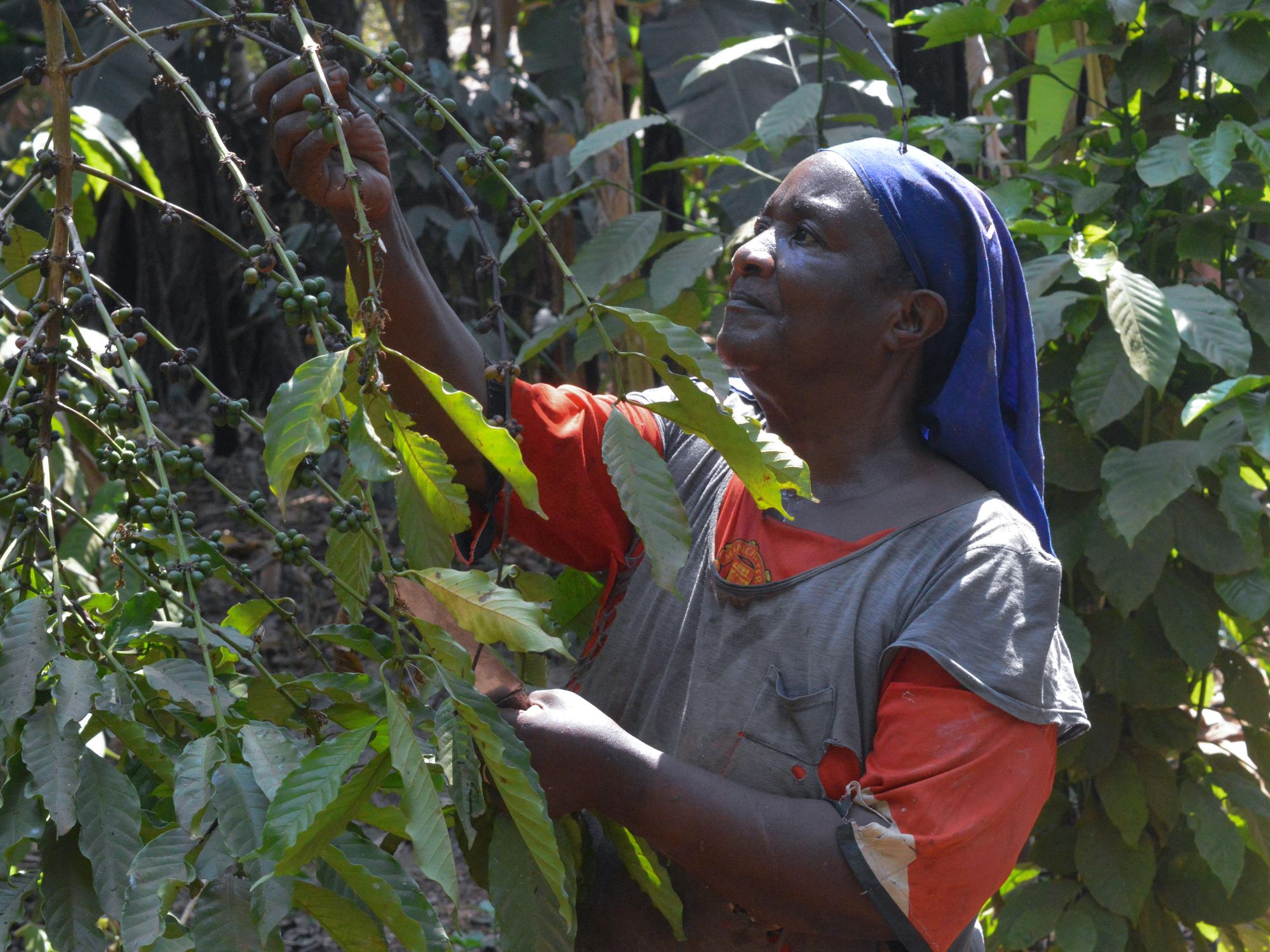 Photo of Olivia Musoke taking care of her coffee plants in Uganda
