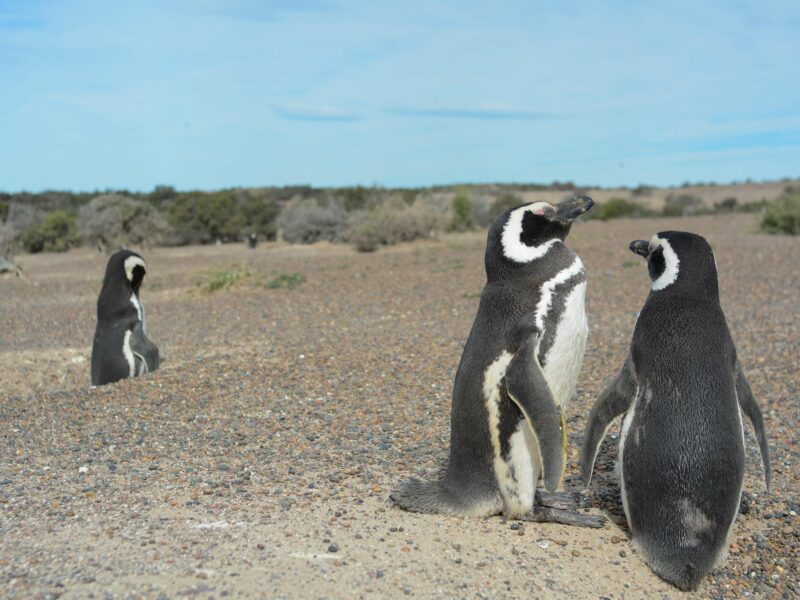 Photo of penguins in Punta Tombo, Argentina