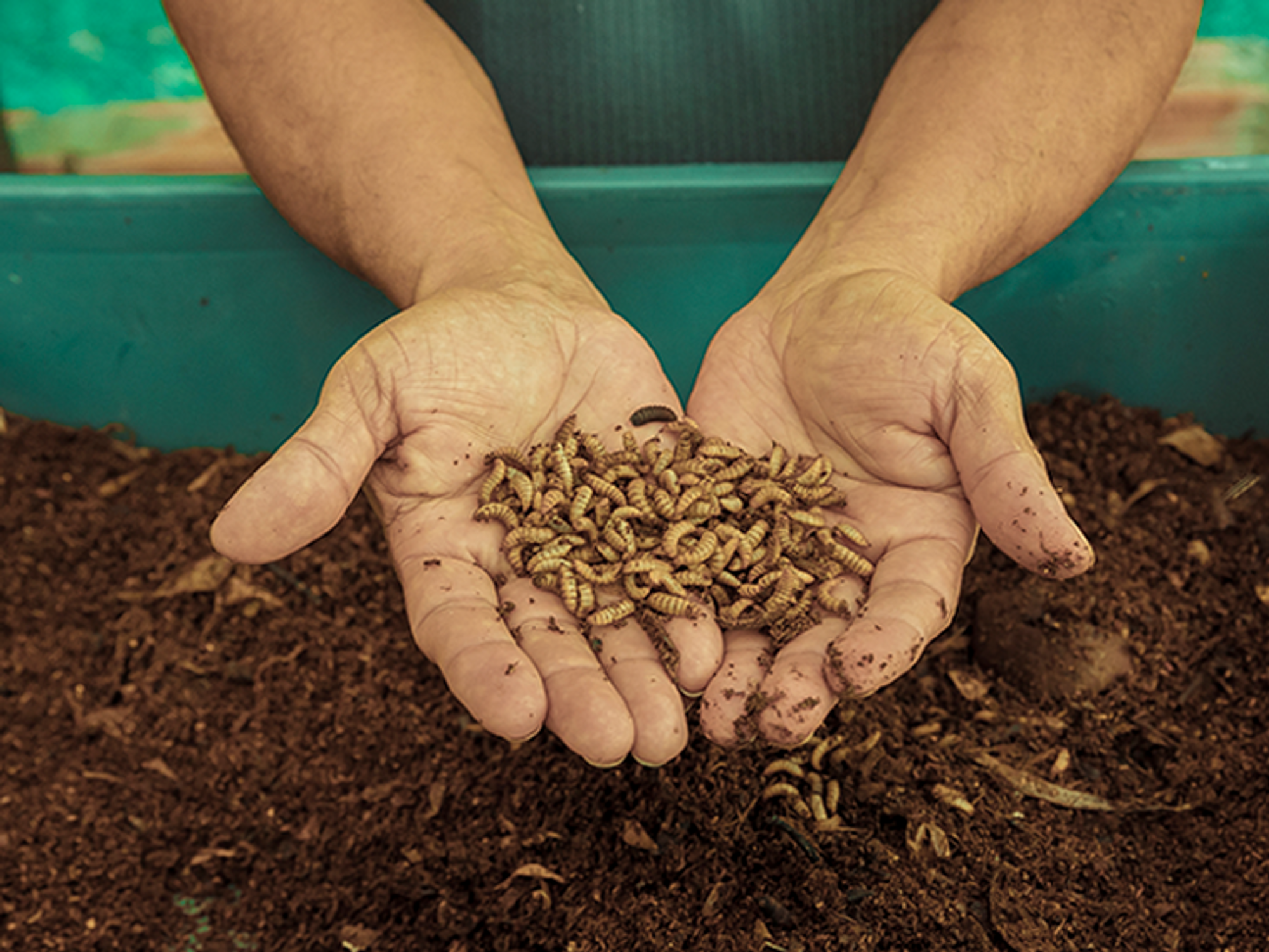 Photo of person holding dried insects in their hands.