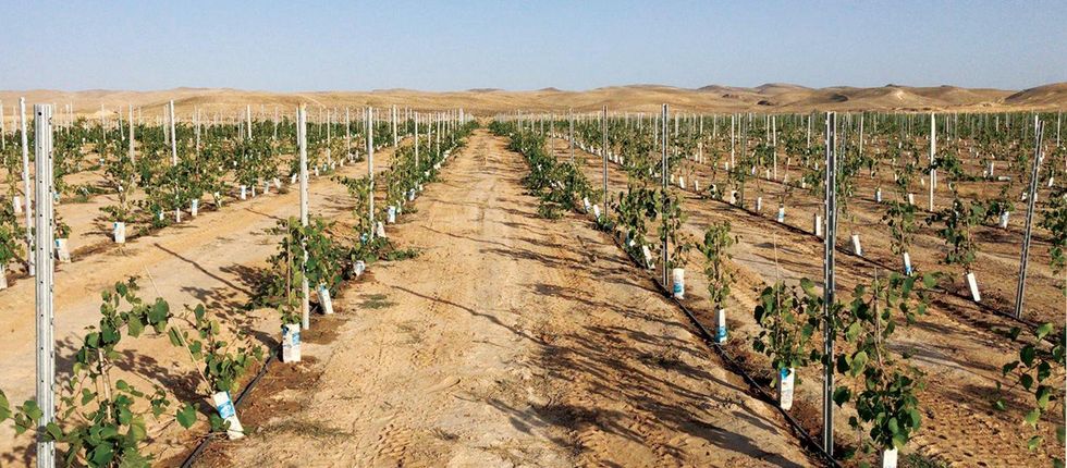Photo of Pinto winery's vineyards in the Negev desert