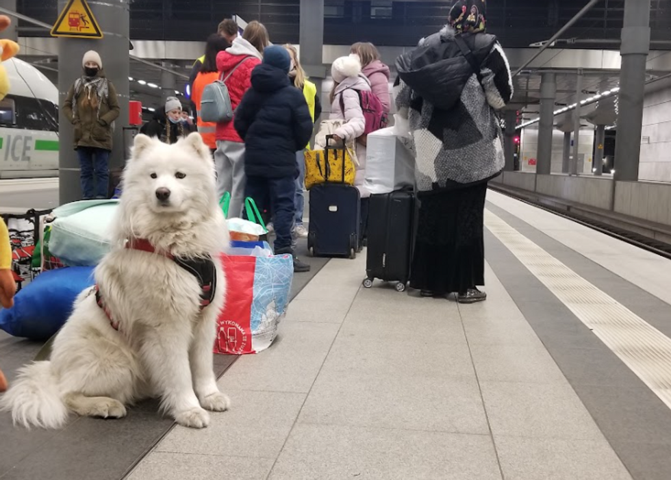 Photo of Sofiia's dog ​Bonya waiting on the platform of a train station