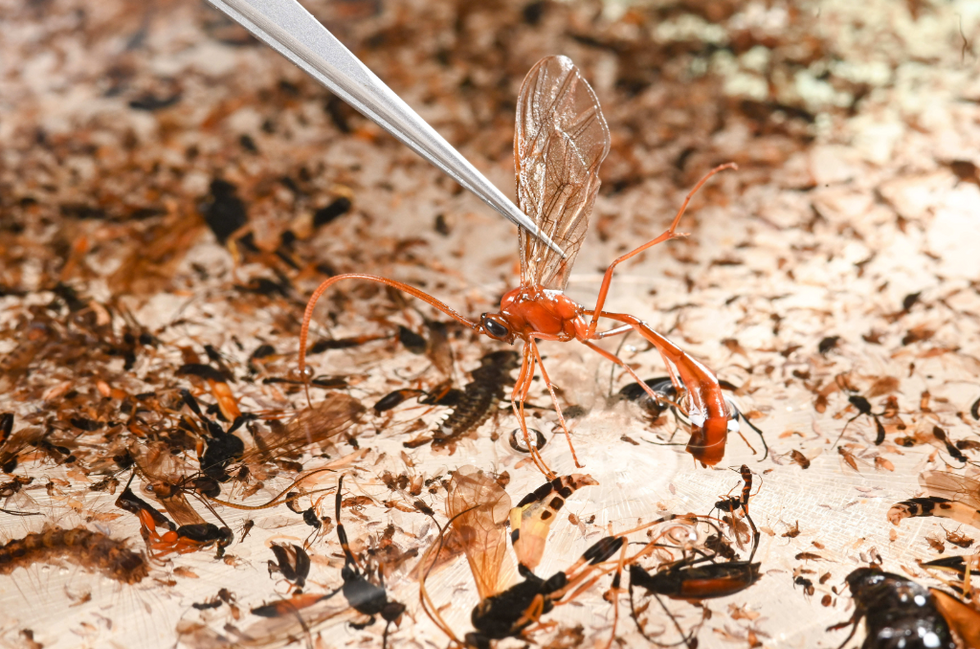 Photo of someone grabbing an insect with tweezers