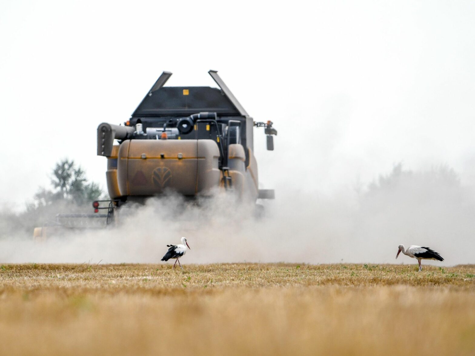 Photo of storks in a field during harvesting in Zaporizhzhia, Ukraine