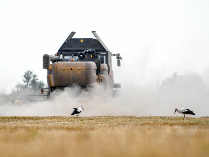 Photo of storks in a field during harvesting in Zaporizhzhia, Ukraine