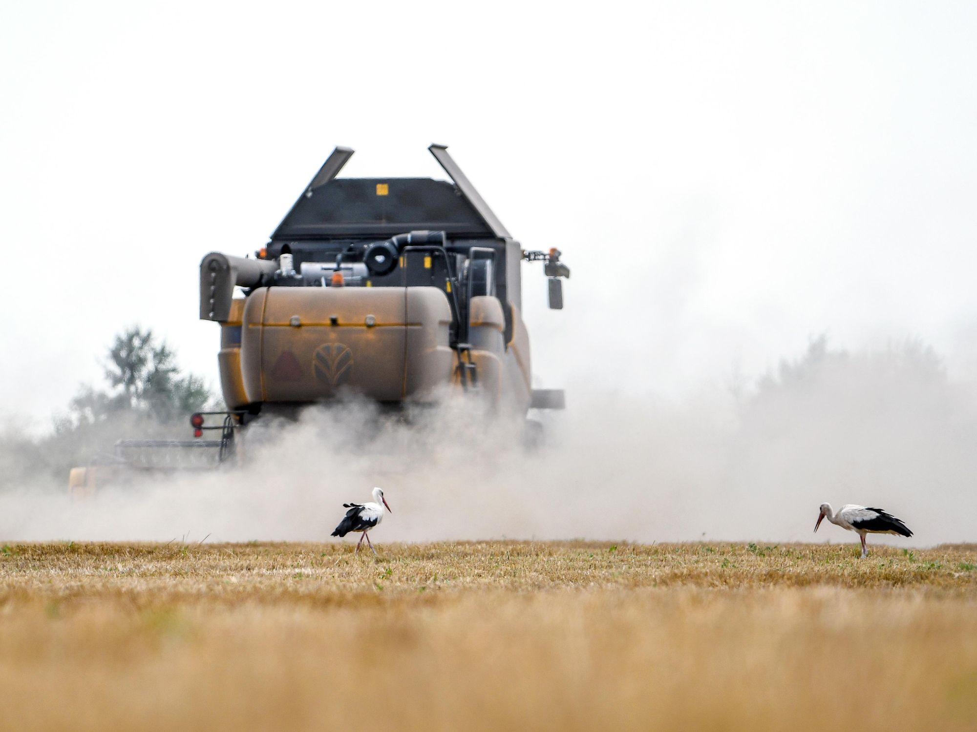 Photo of storks in a field during harvesting in Zaporizhzhia, Ukraine