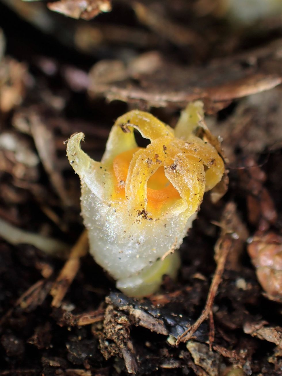 Photo of the fairy lantern Thismia kobensis