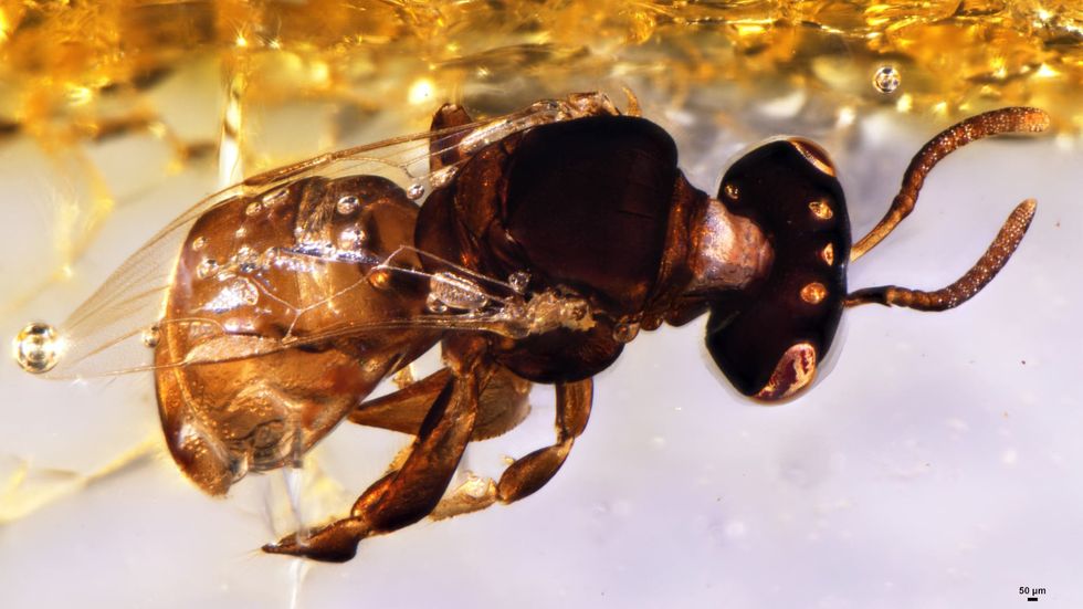Photo of the stingless bee species