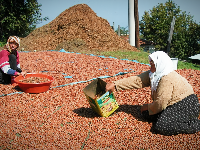 Photo of two ​Turkish women drying hazelnuts in Saçmalıpınar, Turkey