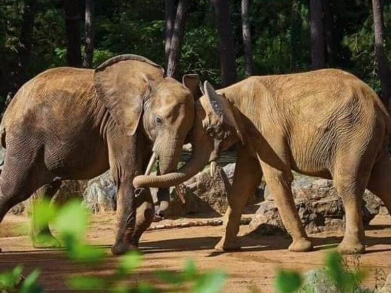 photo of two elephants butting heads