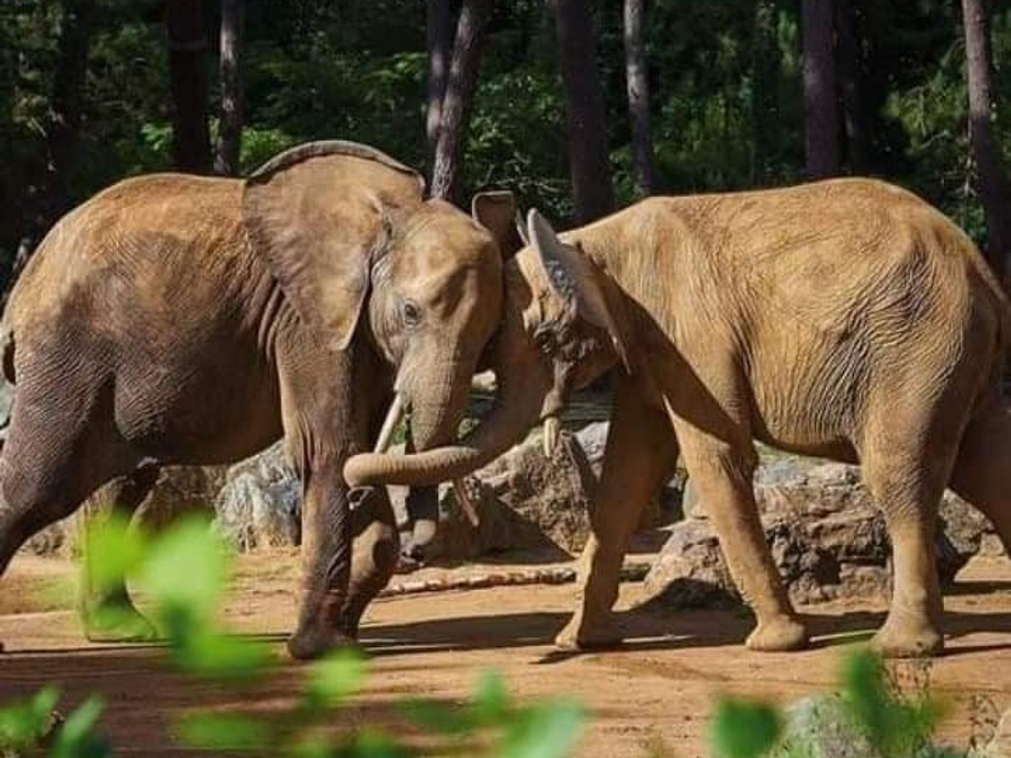 photo of two elephants butting heads