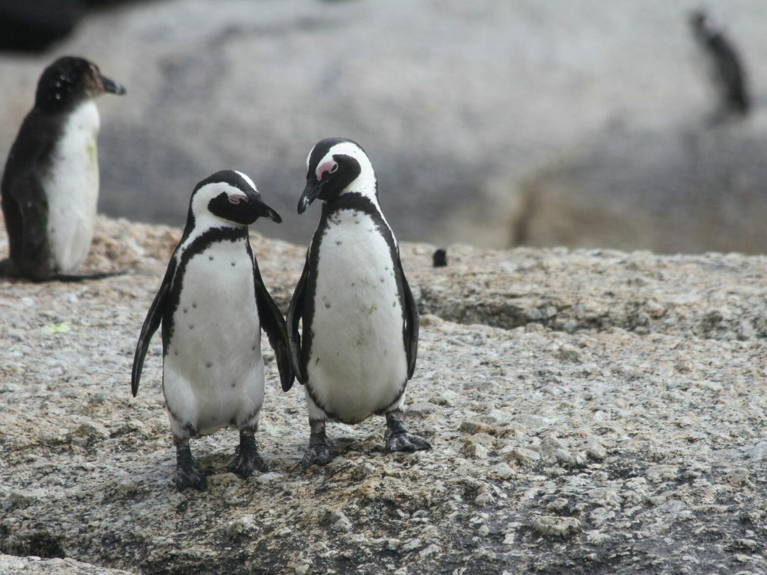 Photo of two penguins looking at each other