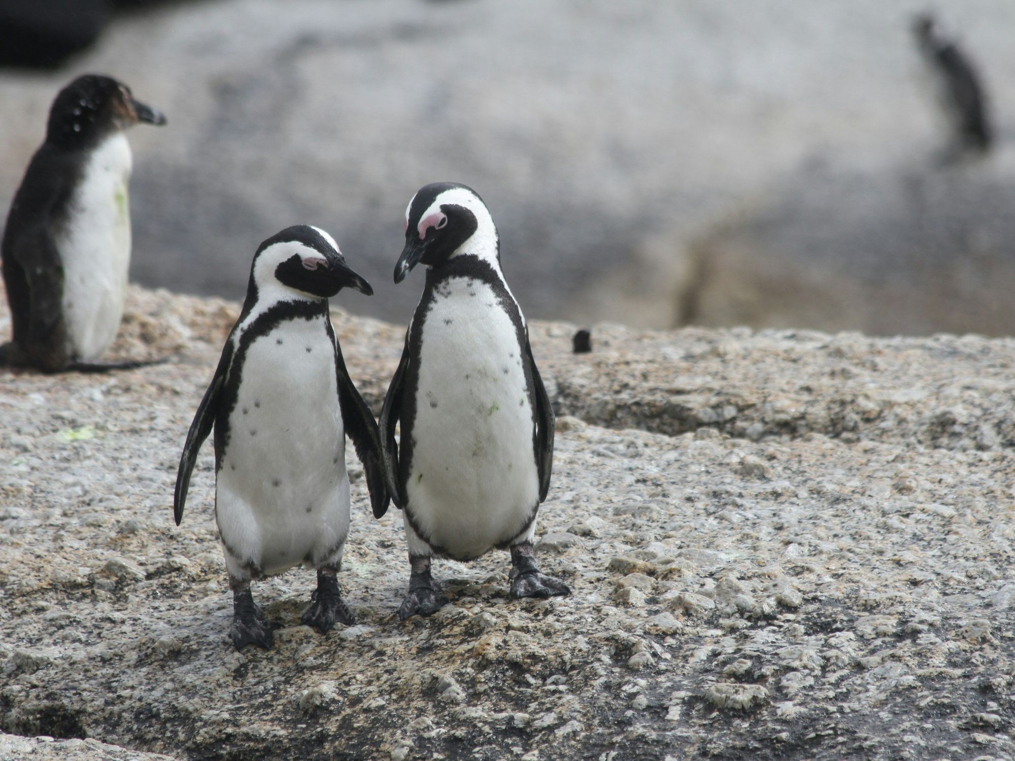 Photo of two penguins looking at each other