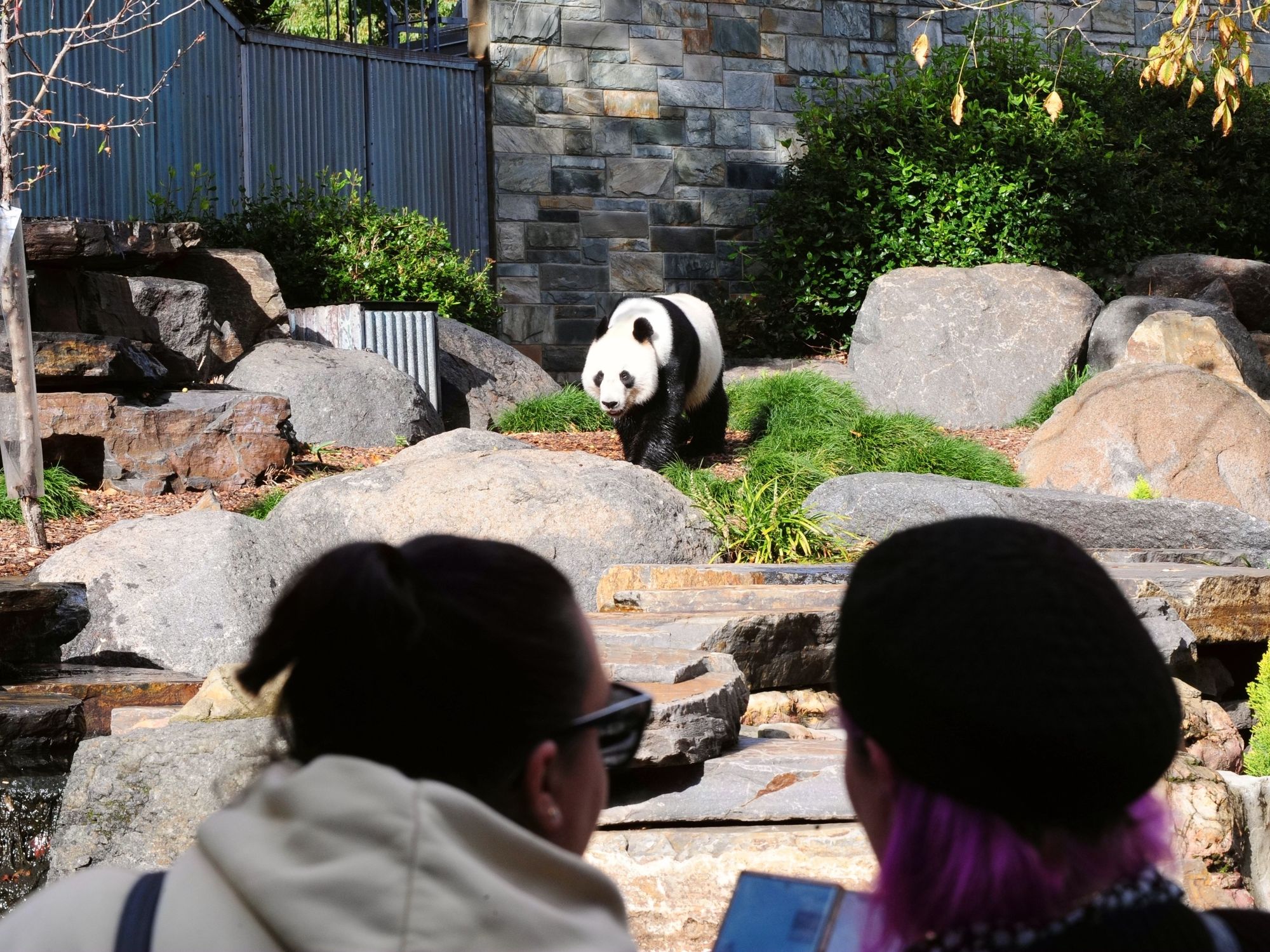 Photo of two women looking at a giant panda in his enclosure at Adelaide Zoo